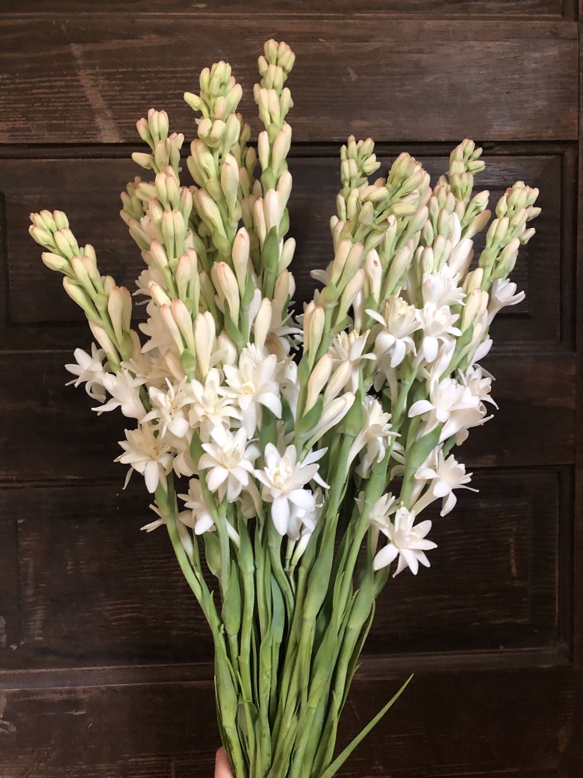 Tuberose 80–90cm